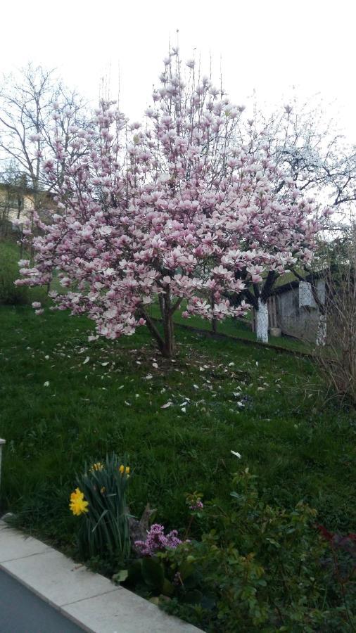 Apartment Magnolija - Free Parking Karlovac Exterior photo